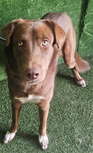 AUTUMN, Australian Shepherd, young, available for adoption