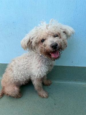 BELLA, Poodle (Miniature), senior, available for adoption