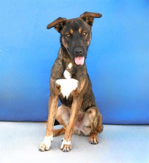 A brown and black dog with a white chest and paws, sitting on a blue surface with a blue background.