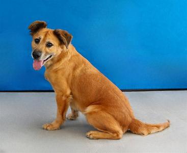 AMORE, Golden Retriever, adult, available for adoption