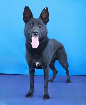 ALPHA, German Shepherd Dog, adult, available for adoption