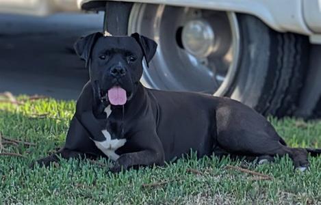 A black dog with a white chest patch is lying on the grass, with its tongue out, in front of a vehicle tire.