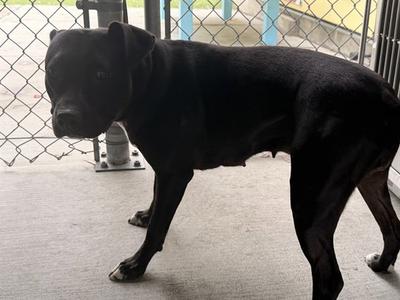 BEAUTY, Pit Bull Terrier, adult, available for adoption