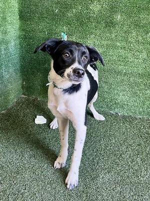 ALVIN, Queensland Heeler, young, available for adoption