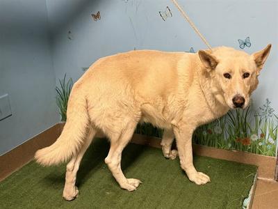 ANDERSON, Jindo (Korean) / Carolina Dog, adult, available for adoption