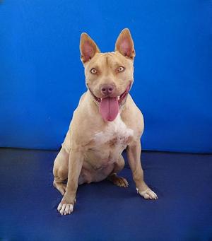 ARMADILLO, Pit Bull Terrier, adult, available for adoption