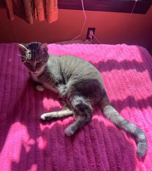 Boise, adult, available for adoption