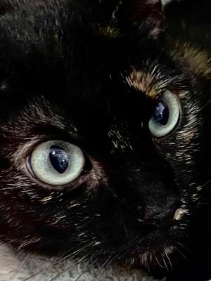 Close-up of a black cat with green eyes