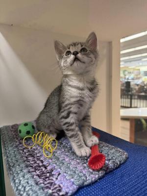 A gray tabby kitten sitting on a crocheted blanket with a green ball and a red toy nearby.