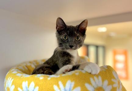 A gray and white cat sitting in a yellow cat bed with white floral patterns.