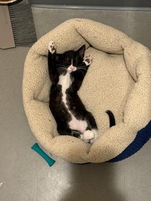 Joules (bonded with Newton), young, available for adoption