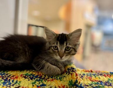 Alanis (Needs to be adopted with littermate), kitten, available for adoption