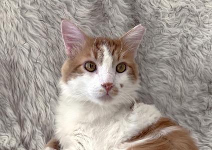A fluffy orange and white cat lying on a gray, textured blanket.