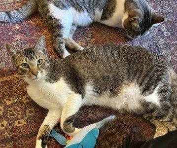 Desi (bonded with Lucille), young, available for adoption