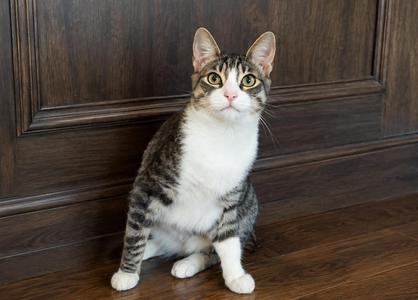 Brie (Bonded with Paneer), young, available for adoption