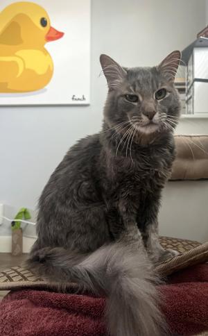 Fletcher, senior, available for adoption