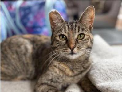 Bubbles (bonded with Ella), young, available for adoption