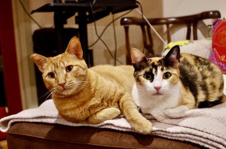 Birdie (bonded with Georgie), young, available for adoption