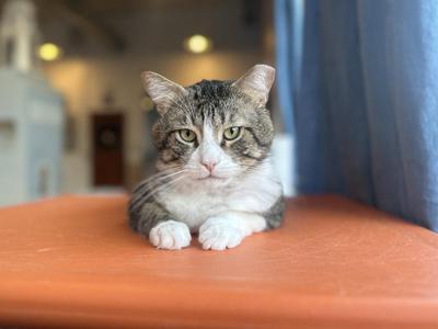 Buster, adult, available for adoption
