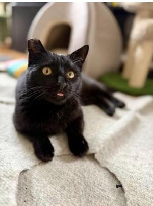Ella (bonded with Bubbles), young, available for adoption