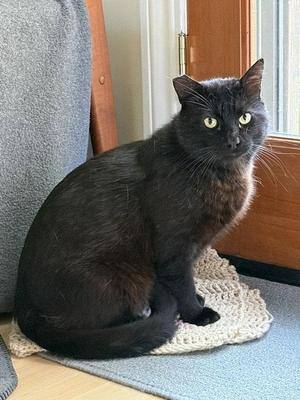 Fredberry (needs buddy), adult, available for adoption