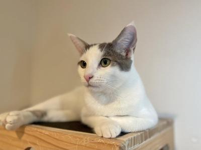 A white and gray cat with green eyes is lying on a wooden surface, looking to the side.