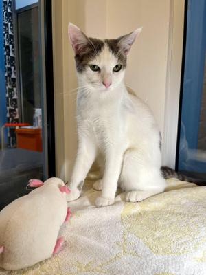 Duck (bonded with Pigeon), young, available for adoption