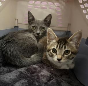 Two kittens in a carrier