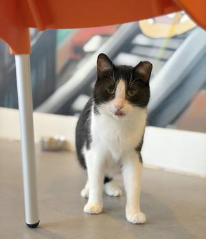 Angelita, adult, available for adoption