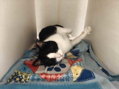 Angelita, adult, available for adoption