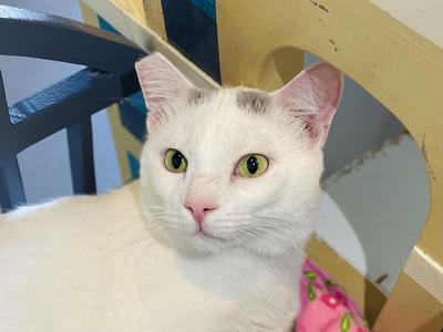 Cirrus (Bonded with Nimbus), adult, available for adoption