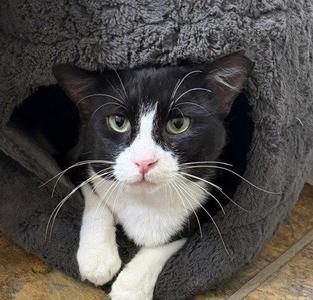Bandit, adult, available for adoption