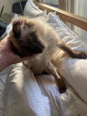 Denver (bonded with Cordelia), adult, available for adoption