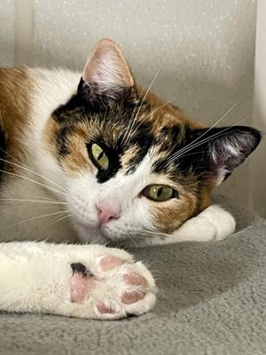 Birdie (Bonded with Georgie), adult, available for adoption