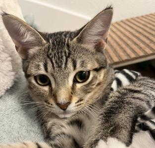 Gala (Bonded with Honeycrisp), kitten, available for adoption