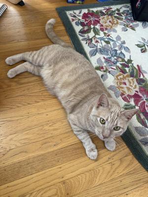 A gray tabby cat lying on a wooden floor next to a floral rug.