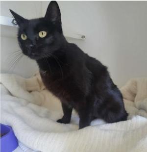 Betty Boop, adult, available for adoption