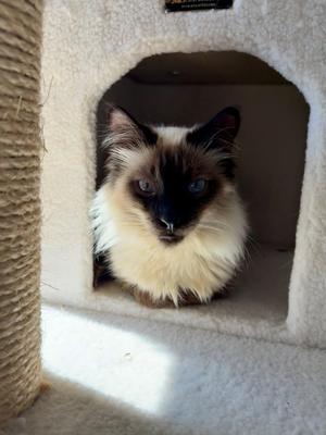 Denver (bonded with Cordelia), adult, available for adoption