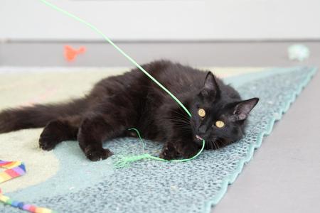 Fritz, adult, available for adoption