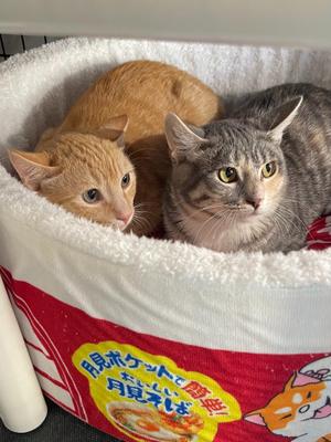 Fergus (needs cat buddy), kitten, available for adoption