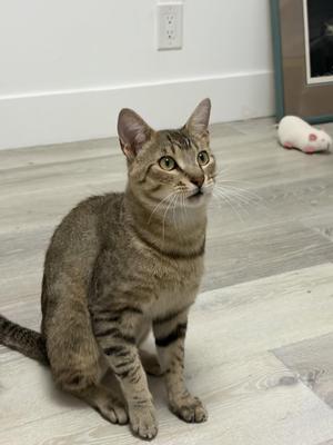 Dune, adult, available for adoption