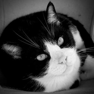 Jackson, adult, available for adoption