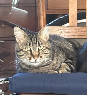 A tabby cat with green eyes is sitting on a blue cushion, looking directly at the camera. The background includes a wooden chair and a dark surface.