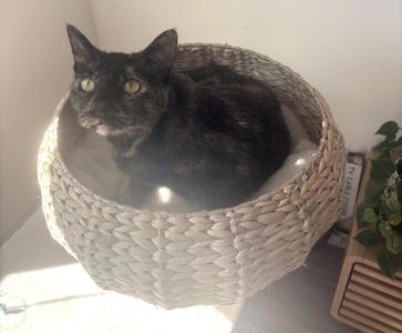 Cece, senior, available for adoption