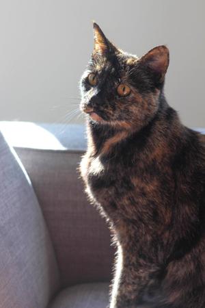 Cece, senior, available for adoption