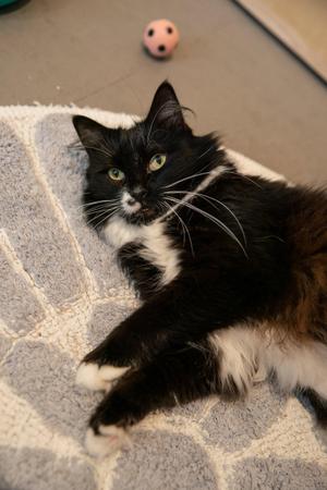 Cordelia (bonded with Denver), adult, available for adoption