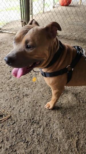 Tank, Pit Bull Terrier / Mixed Breed, young, available for adoption