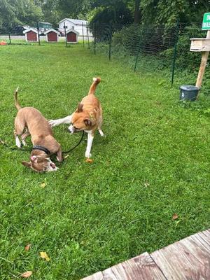 Two dogs playing on a grassy lawn, one brown and one tan, with a fence and small buildings in the background.