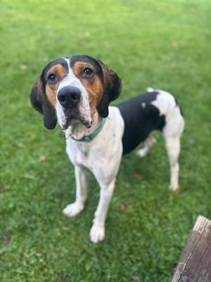 A black and white dog with brown patches on its face and ears, standing on a grassy field. The dog is wearing a green collar and looking directly at the camera.