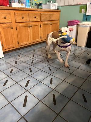 Dora, American Bulldog / Mixed Breed, young, available for adoption